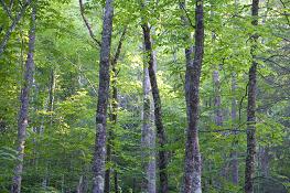 Enota is surrounded by 750,000 acres of National Forest